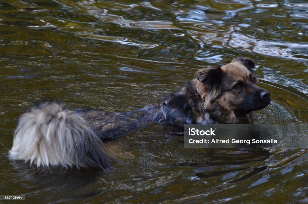 Floating dog in Berlin, Germany Floating dog in Moewensee in People's Park (Volkspark) Rehberge in Berlin Animal Stock Photo