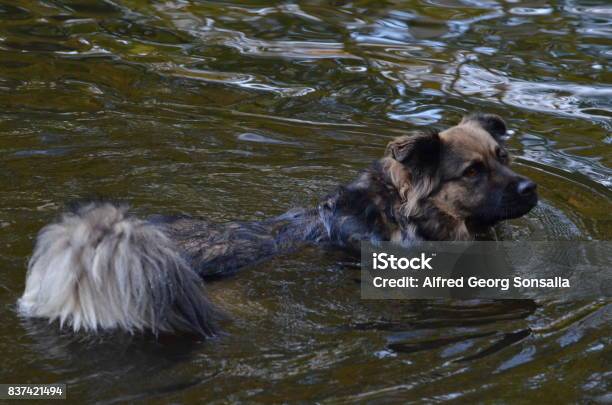 Floating Dog In Berlin Germany Stock Photo - Download Image Now - Animal, Berlin, Cheerful