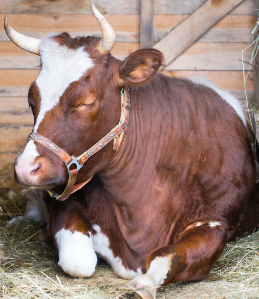 Cow laying down in straw and sleep Cow laying down in straw and sleep sleeping cow stock pictures, royalty-free photos & images