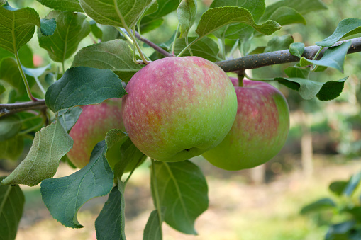 organic apple picking in tree paulared healthy organic fruit