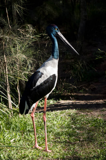 istock black necked stork female 837424228