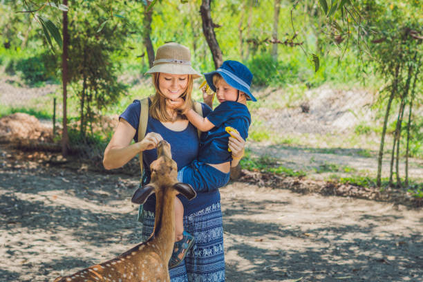 istock Mother and son feeding beautiful deer from hands 837429686