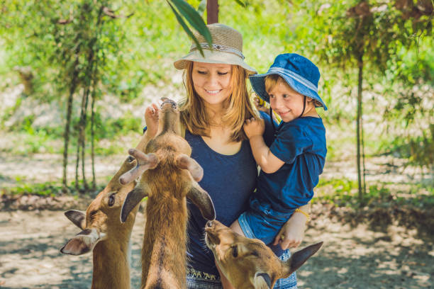 istock Mother and son feeding beautiful deer from hands in a tropical Zoo 837429764