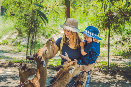 Mother and son feeding beautiful deer from hands in a tropical Zoo
