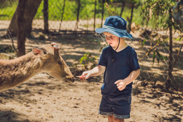 istock Little boy feeding deer in farm. Closeup 837429892
