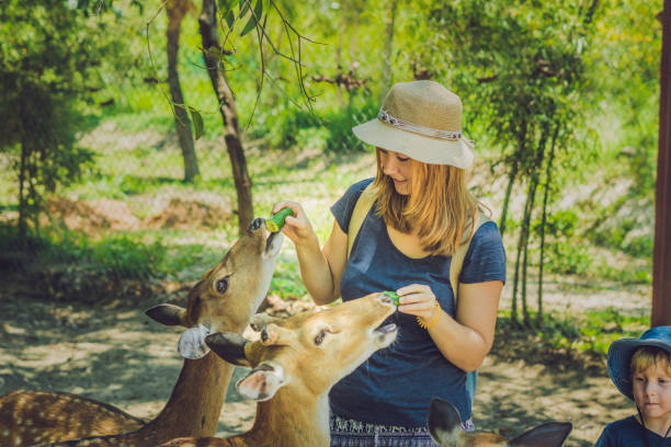 istock Mother and son feeding beautiful deer from hands in a tropical Zoo 837430022