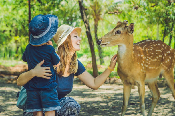 istock Mother and son feeding beautiful deer from hands in a tropical Zoo 837430032