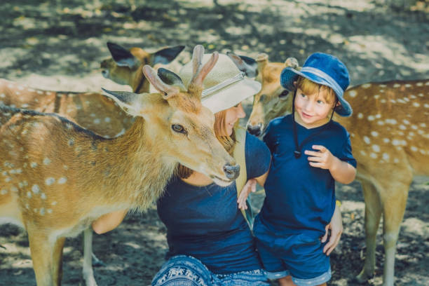istock Mother and son feeding beautiful deer from hands in a tropical Zoo 837430042