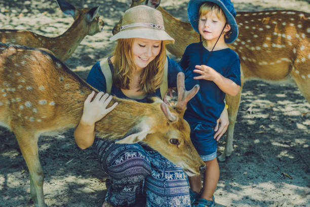 istock Mother and son feeding beautiful deer from hands in a tropical Zoo 837430056