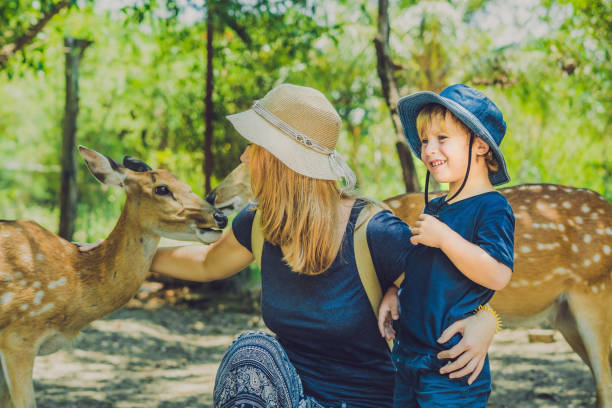 istock Mother and son feeding beautiful deer from hands in a tropical Zoo 837430068