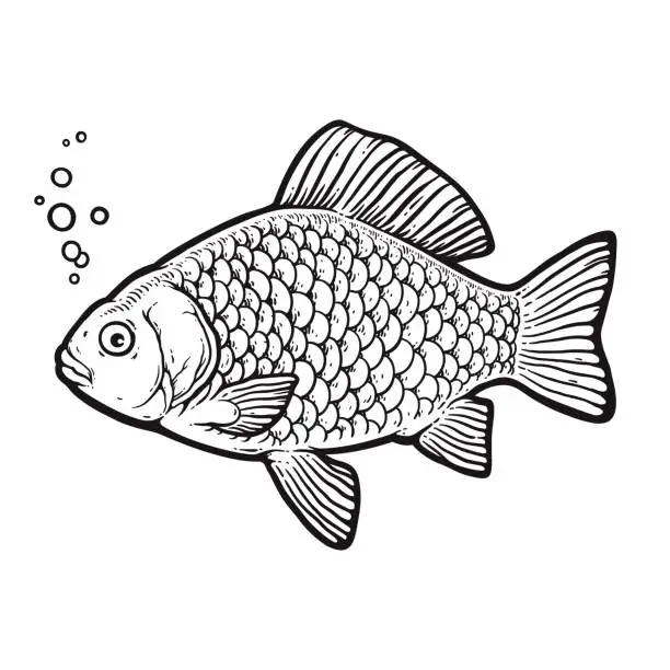 Vector illustration of Crucian carp