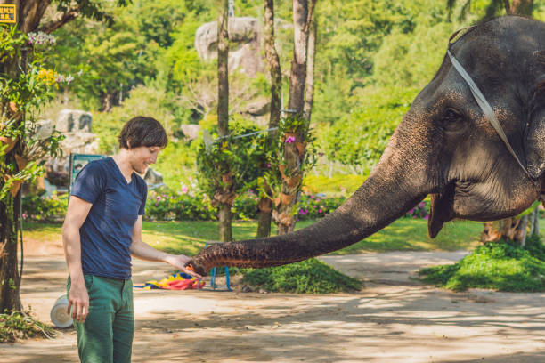 istock man feed the elephant in the tropics 837430652