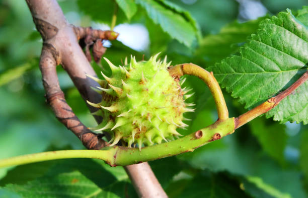 istock fruit of horse chestnu 837431614