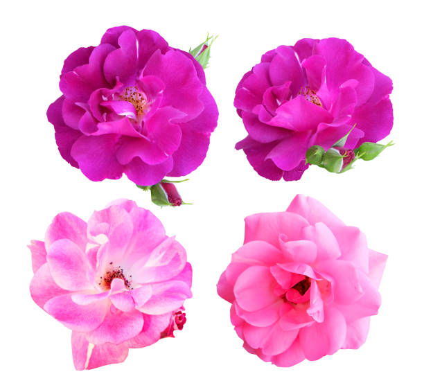 istock Set of climbing roses 837431756