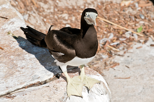 the brown booby is standing on a rock