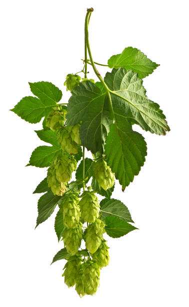 istock Hop Cones Isolated on the White Background. 837438690