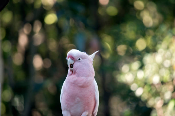 istock major mitchell cockatoo 837438960