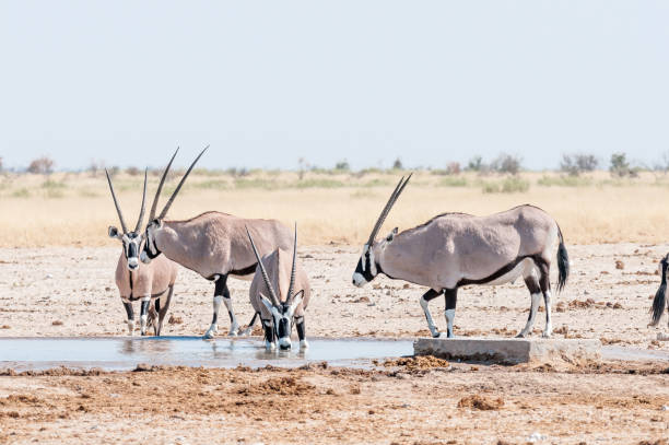 istock Oryx drinking water at a waterhole in Northern Namibia 837439824