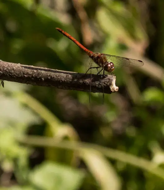 Photo of Red Veined Darter Dragonfly