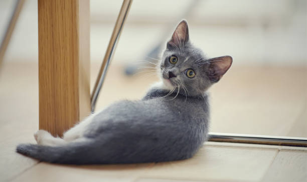 grey kitten with white paws