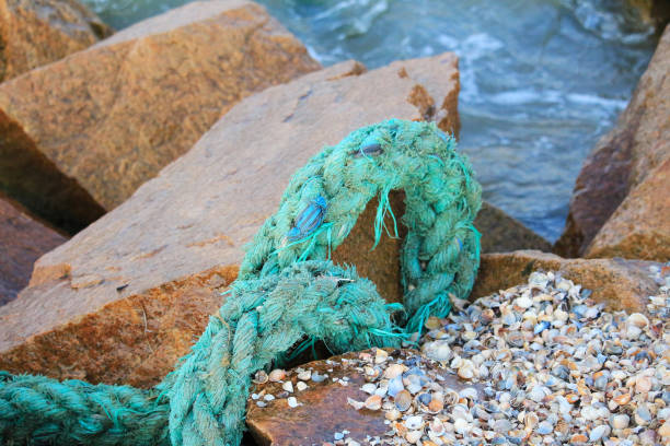 80+ Cabo Charles Fotos fotos de stock, imagens e fotos royaltyfree