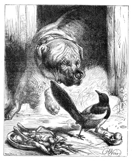 illustrazioni stock, clip art, cartoni animati e icone di tendenza di illustrazione del xix secolo di una gazza che mangia l'osso di un cane mentre guarda - gazza ladra