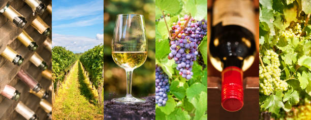 concept de collage, vin photo panoramique oenologie et le vin - california panoramic crop field photos et images de collection