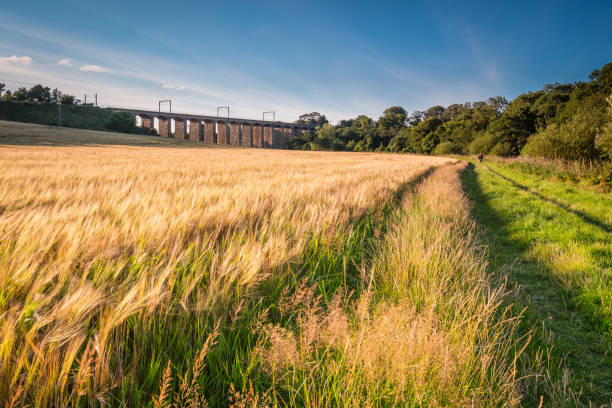 istock Barley Crop along River Aln Walk 837467908