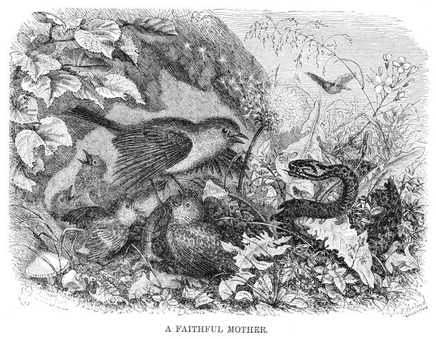ilustraciones, imágenes clip art, dibujos animados e iconos de stock de victoriana ilustración de una serpiente atacando un nido de pájaros titulado ' un fiel madre.' - european adder illustrations