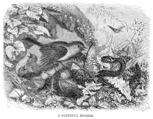 illustrations, cliparts, dessins animés et icônes de une illustration victorienne d’un additionneur attaquer un nid d’oiseaux intitulé « mère des fidèles a. » - european adder illustrations