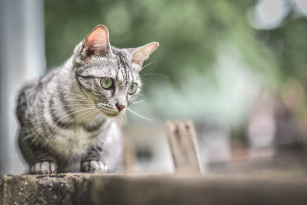istock Cat on stone fence over garden and tree. looking down on a garden 837474412