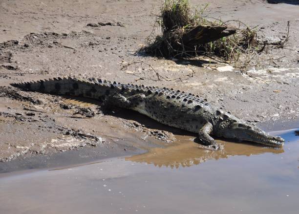 istock Crocodile entering the water 837474450