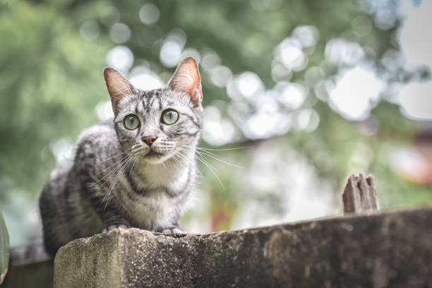 istock Cat on stone fence over garden and tree. looking down on a garden 837474510