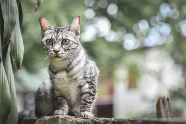 istock Cat on stone fence over garden and tree. looking down on a garden 837474612