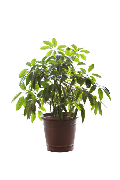 istock Pots full of green leaves 837489406