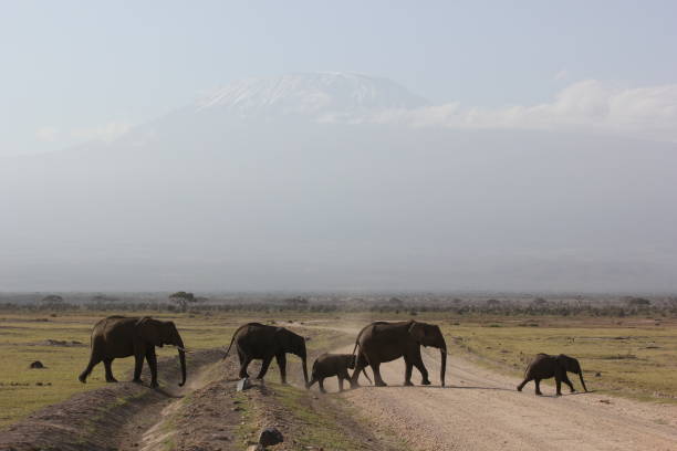 istock elephants and kilimanjaro 837490442