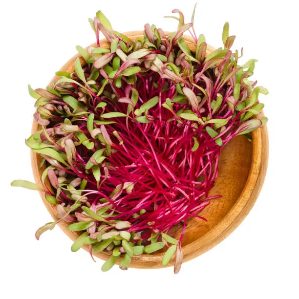 Red beetroot sprouts in wooden bowl. Leaves and cotyledons of Beta vulgaris, also beet, table, garden or red beet. Vegetable, herb, microgreen. Isolated macro food photo close up from above over white