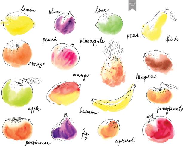 Hand drawn watercolor stains with line art fruit drawings overlaid. Hand drawn watercolor stains with line art fruit drawings overlayed. Colorful set in simple minimalistic style with lettering. mango fruit drawing stock illustrations