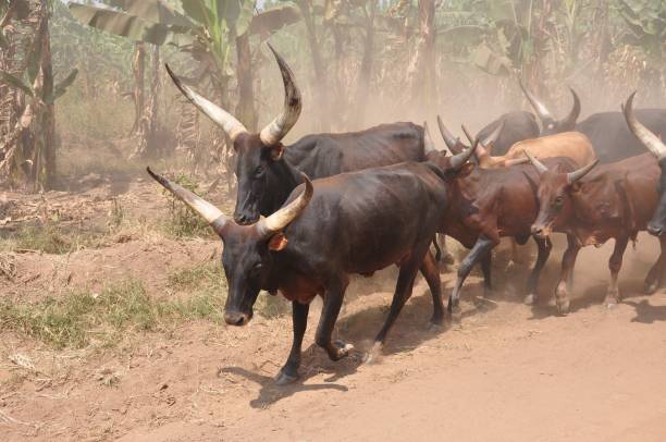 istock Ankole-Watusi longhorns leading the herd in Uganda 837492948