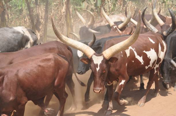 istock Ankole-Watusi longhorns leading the herd in Uganda 837497592