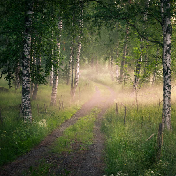 paisaje con camino idílico y niebla en las noches de verano en finlandia - musgo apretado fotografías e imágenes de stock