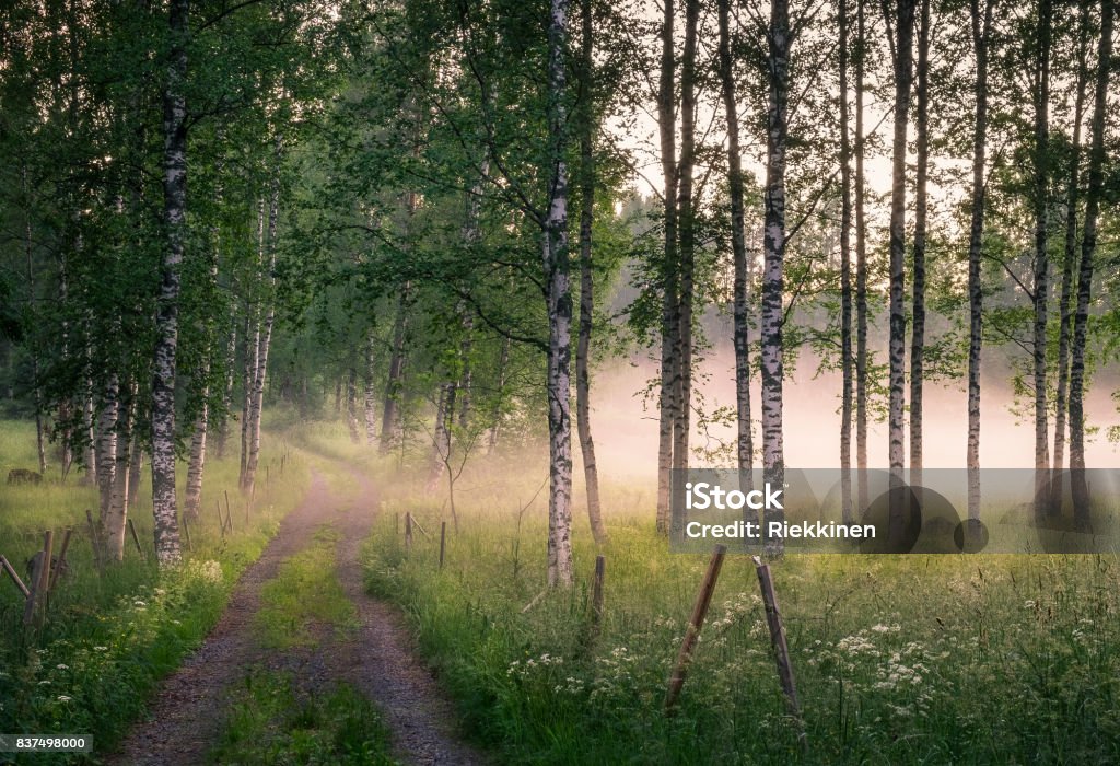 Landscape with idyllic road and fog at summer evening in Finland Landscape with idyllic road and fog at summer evening in Mäntyharju, Finland Forest Stock Photo