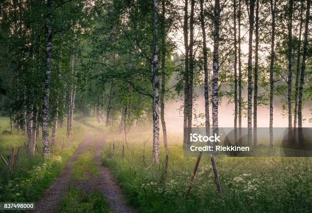 Landscape With Idyllic Road And Fog At Summer Evening In Finland Stock Photo - Download Image Now