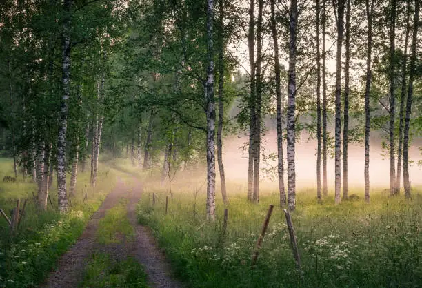 Photo of Landscape with idyllic road and fog at summer evening in Finland