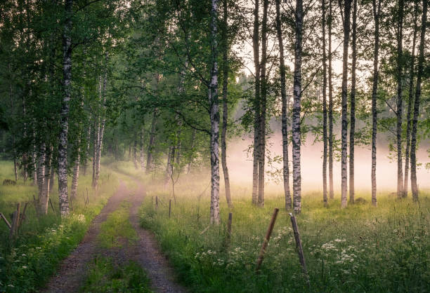 landscape with idyllic road and fog at summer evening in finland - forest road nature birch tree imagens e fotografias de stock