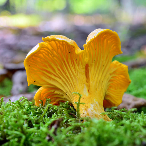 istock cantharellus cibarius mushroom 837499118