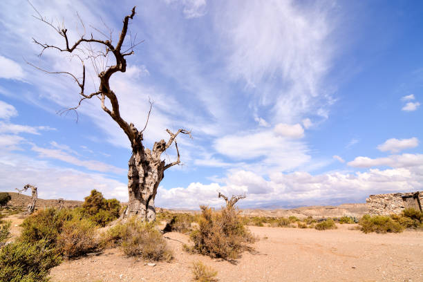 istock Desert Tabernas in Almeria Province Spain 837499418