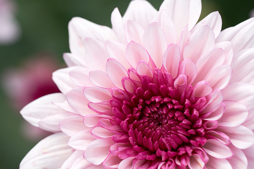 Chrysanthemum (Anthemideae) pink blooming in the garden macro photography.