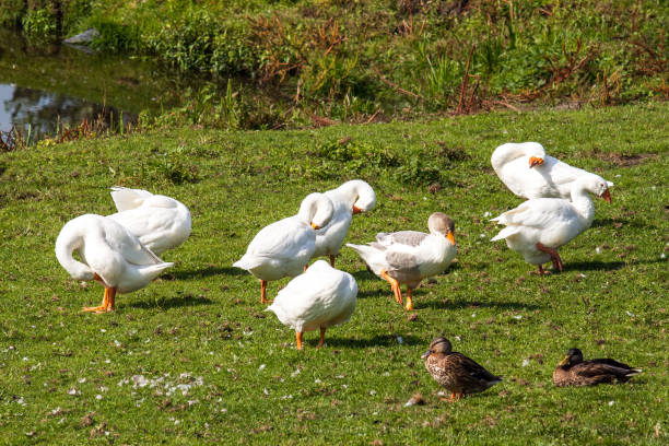 istock Preening white domestic geese 837513638