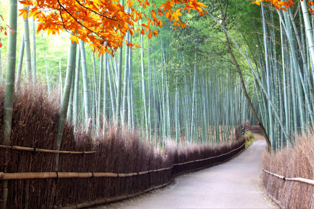 bosque de bambú de arashiyama cerca de kyoto en la temporada de otoño, japón - tree bamboo tall japanese culture fotografías e imágenes de stock